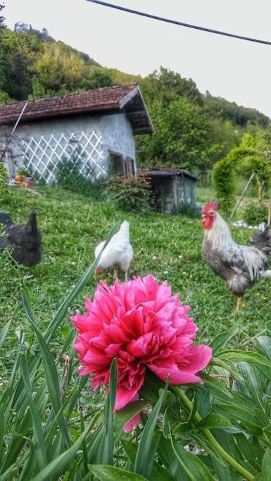 Casa Nella Natura Il Risveglio Degli Elfi Pedavena Exterior foto